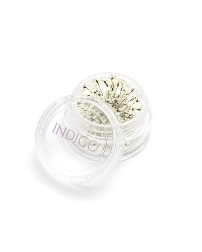 Dried Flowers White